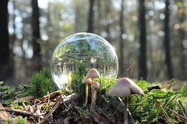 The forest by tim vd mark