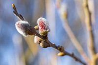Roze Wilgenkatjes