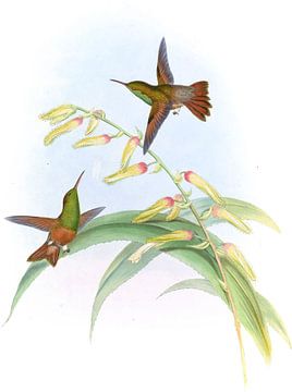 Chestnut-belied Amazili, John Gould van Hummingbirds