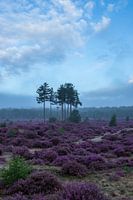 Heide veld Utrechtse heuvelrug Den Treek Amersfoort