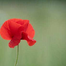 Klaproos van Erwin Dijkshoorn