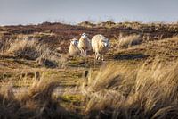 Sheep in the Ellenbogen nature reserve, Sylt