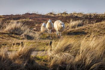 Schafe im Naturschutzgebiet Ellenbogen, Sylt