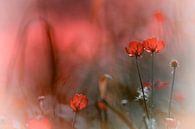 Akkerbloemen in rood van Jurjen Biesbroek thumbnail