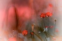 Akkerbloemen in rood