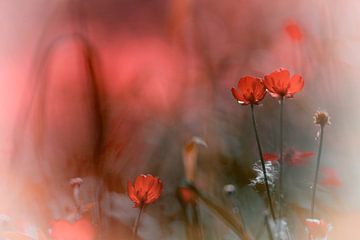 Akkerbloemen in rood von Jurjen Biesbroek