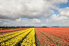 Gele en oranje bloeiende tulpen in een rij van Maurice de vries