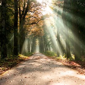 Sonnenstrahlen im herbstlichen Wald. von mandy vd Weerd