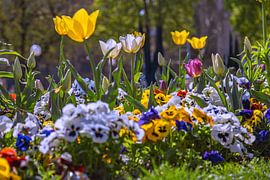 Springtime blossom splendour by Photoart-Naegele