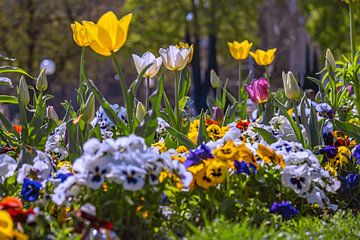 Une floraison printanière