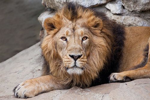 lion indien d'Asie sur fond de pierres