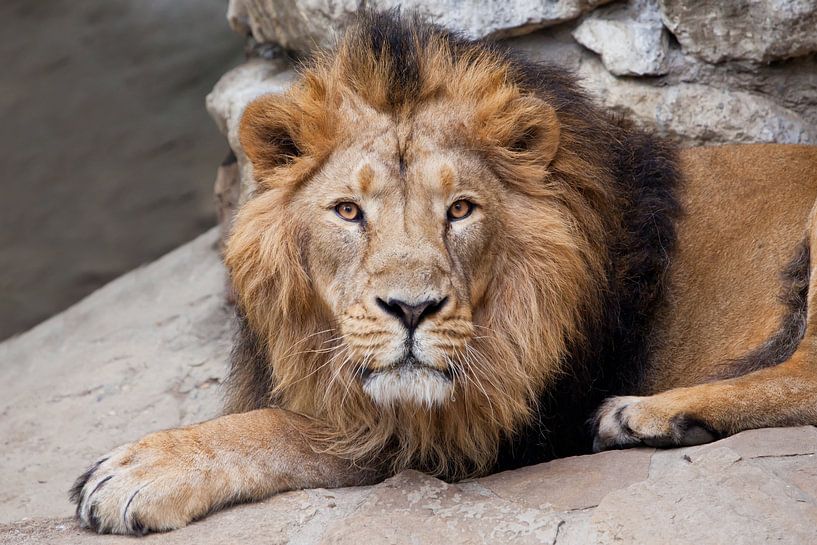 , Asiatisch-Indischer Löwe auf einem Hintergrund aus Steinen von Michael Semenov