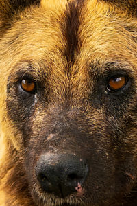 Intense Close-Up of an African Wild Dog’s Face and Eyes
