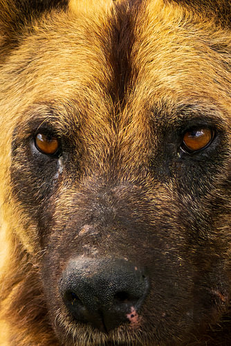 Intense Close-Up of an African Wild Dog’s Face and Eyes