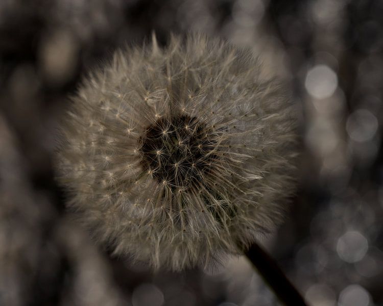 Paardenbloem pluis II van Saskia Schotanus