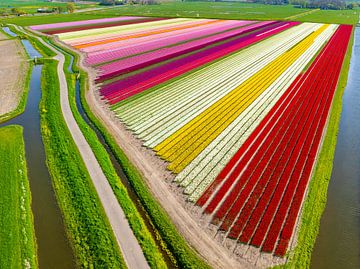 Tulpen in bloei in een veld in Nederland van Sjoerd van der Wal Fotografie