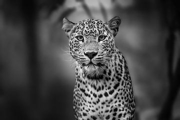 portrait van een luipaard in zwartwit van Jolanda Aalbers