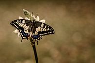 Queen of the Valley par Peter R Aperçu