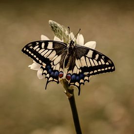 Queen of the Valley von Peter R