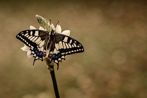 Queen of the Valley sur Peter R