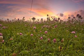 Clover flowers in a meadow. Meadow of flowers in green and pink. by Martin Köbsch