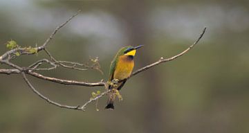 Bee-eater branch van BL Photography