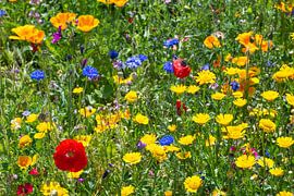 Blumenwiese im Sommer von Ralf Gosch