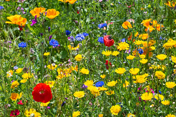 Blumenwiese im Sommer