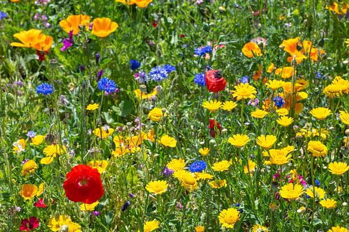 A flower meadow in summer