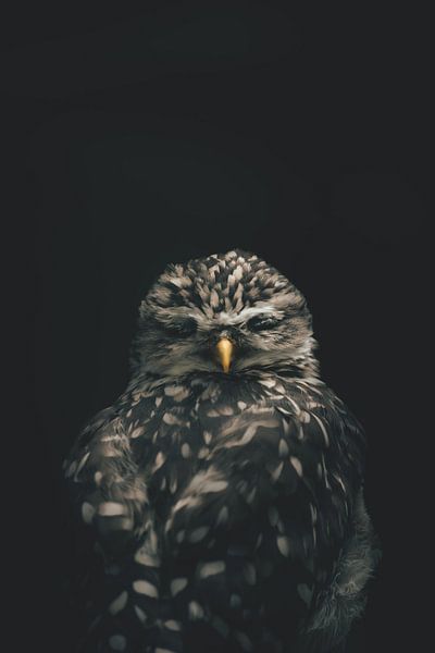 Majestic Owl by Hello Pompoyo