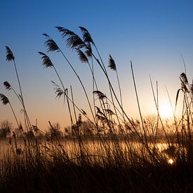 Les roseaux au bord du lac au lever du soleil sur Ulrike Leone