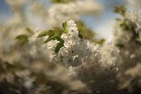 White blossom branch