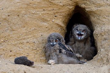 Eurasian Eagle Owls ( Bubo bubo ), quarreling chicks with the carcass of a hedgehog in front of thei