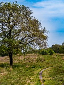 le chemin sur snippephotography