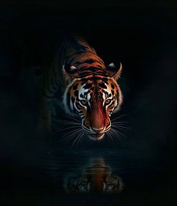 Tiger im Regenwald am kleinen See