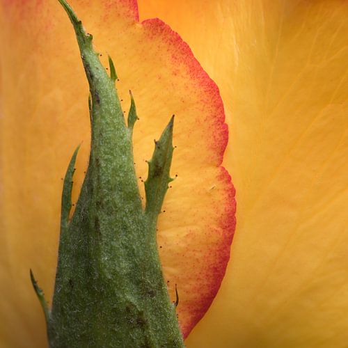 Een stukje roos in het vierkant