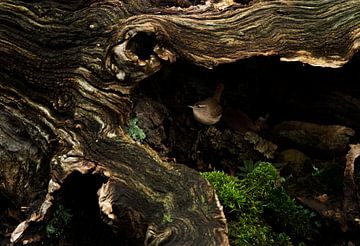 troglodyte dans un tronc d'arbre sur Ruurd Jelle Van der leij
