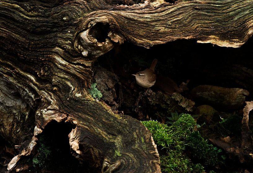 wren in tree trunk by Ruurd Jelle Van der leij