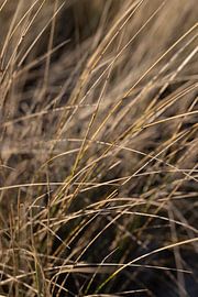 Die Details der Insel am Strand... von Lydia
