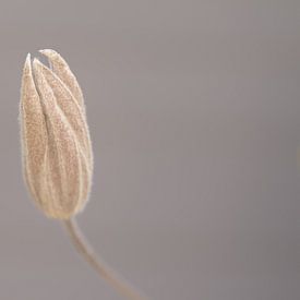 Beautiful in its simplicity by Manon Doelkamid