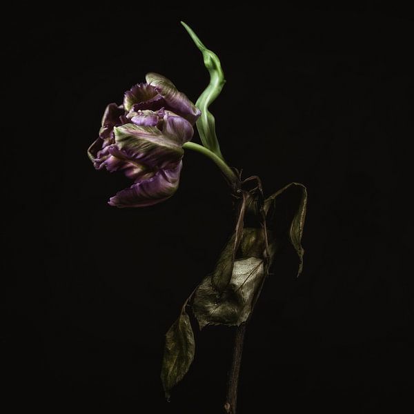 TulipRose5 von Henk Leijen