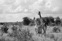 Giraffenpaar