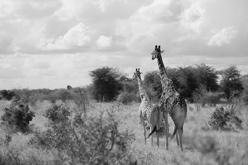 Giraffenpaar by Ilse van den Berg