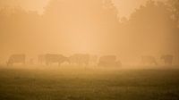 Koeien tijdens een mistige zonsopkomst von Jo Pixel Miniaturansicht