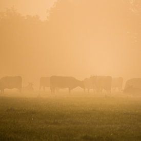 Koeien tijdens een mistige zonsopkomst van Jo Pixel