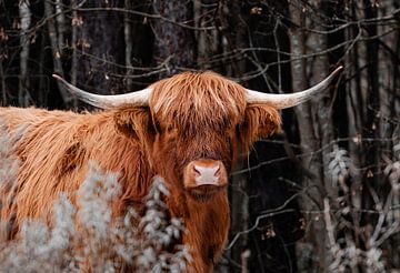 Bœuf orange sauvage dans la forêt sombre sur Troy Wegman