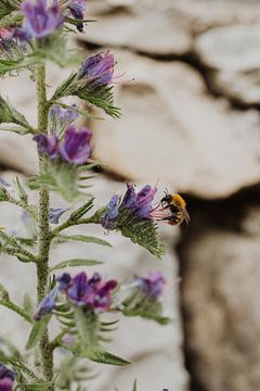 Bloem met bij in de Provence, Frankrijk van Fenna Duin-Huizing