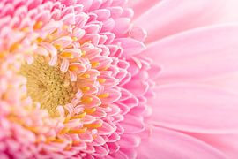 Un gerbera rose tendre sur Marjolijn van den Berg