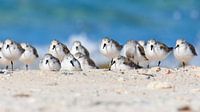 Drieteenstrandlopers op het strand