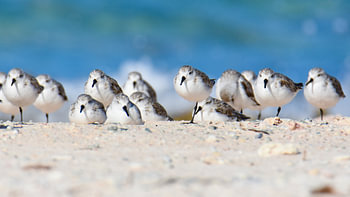 Drieteenstrandlopers op het strand